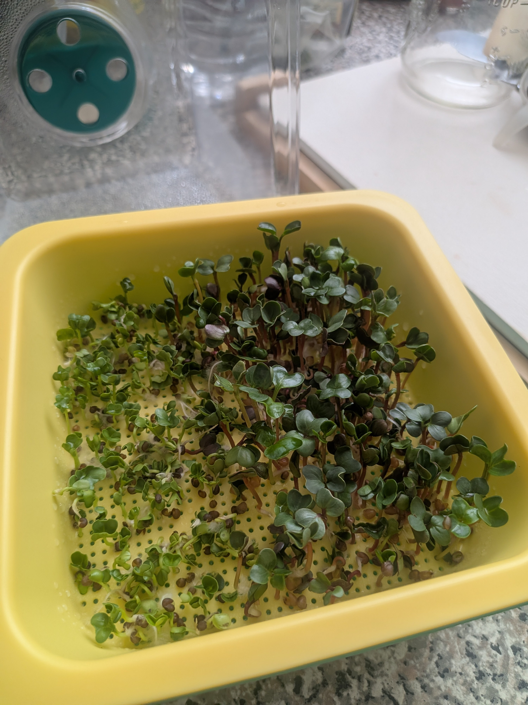 A container holds small, green sprouts at varying stages of growth. 🌱