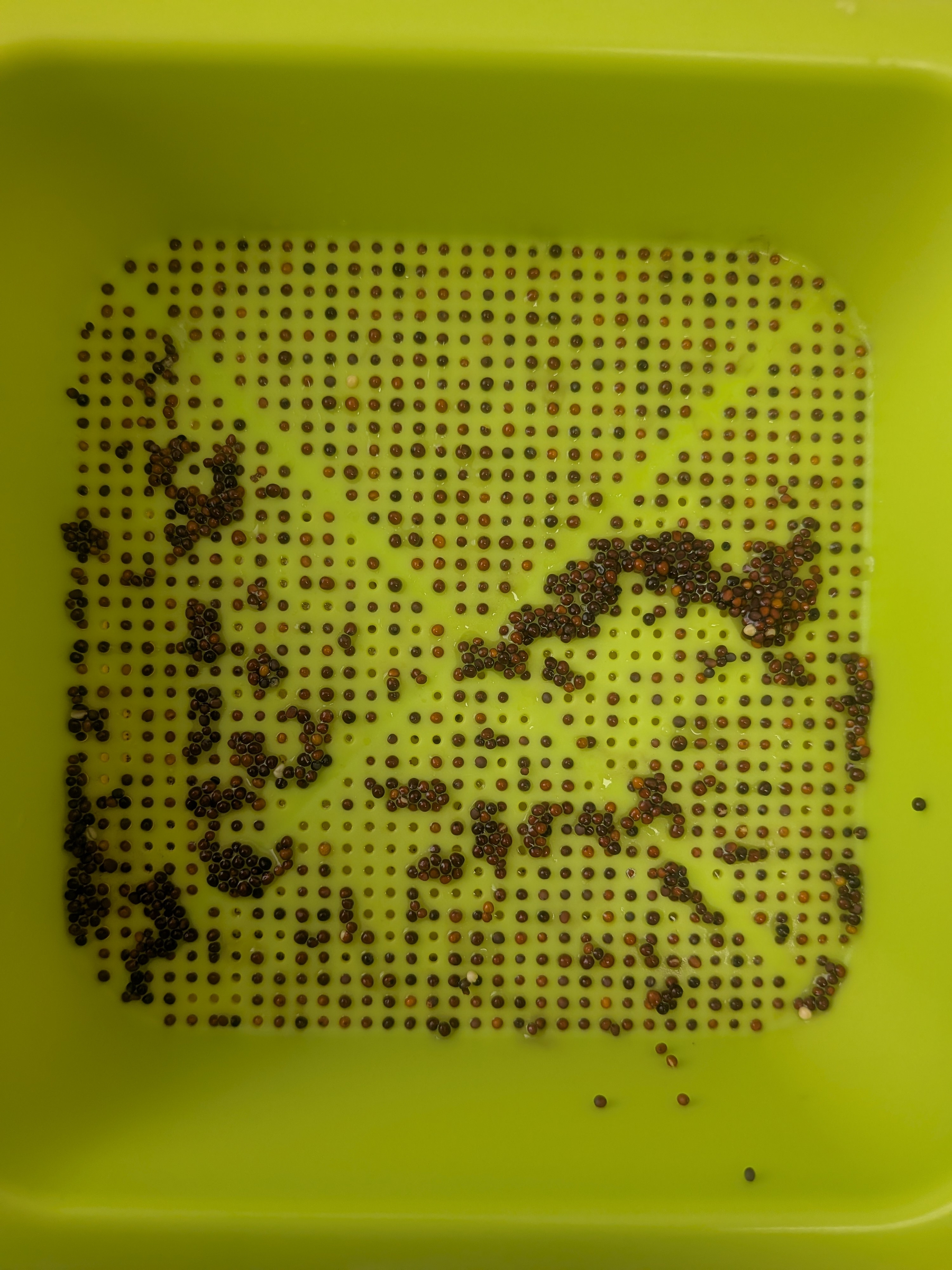 A green perforated tray with small brown seeds scattered across its surface.